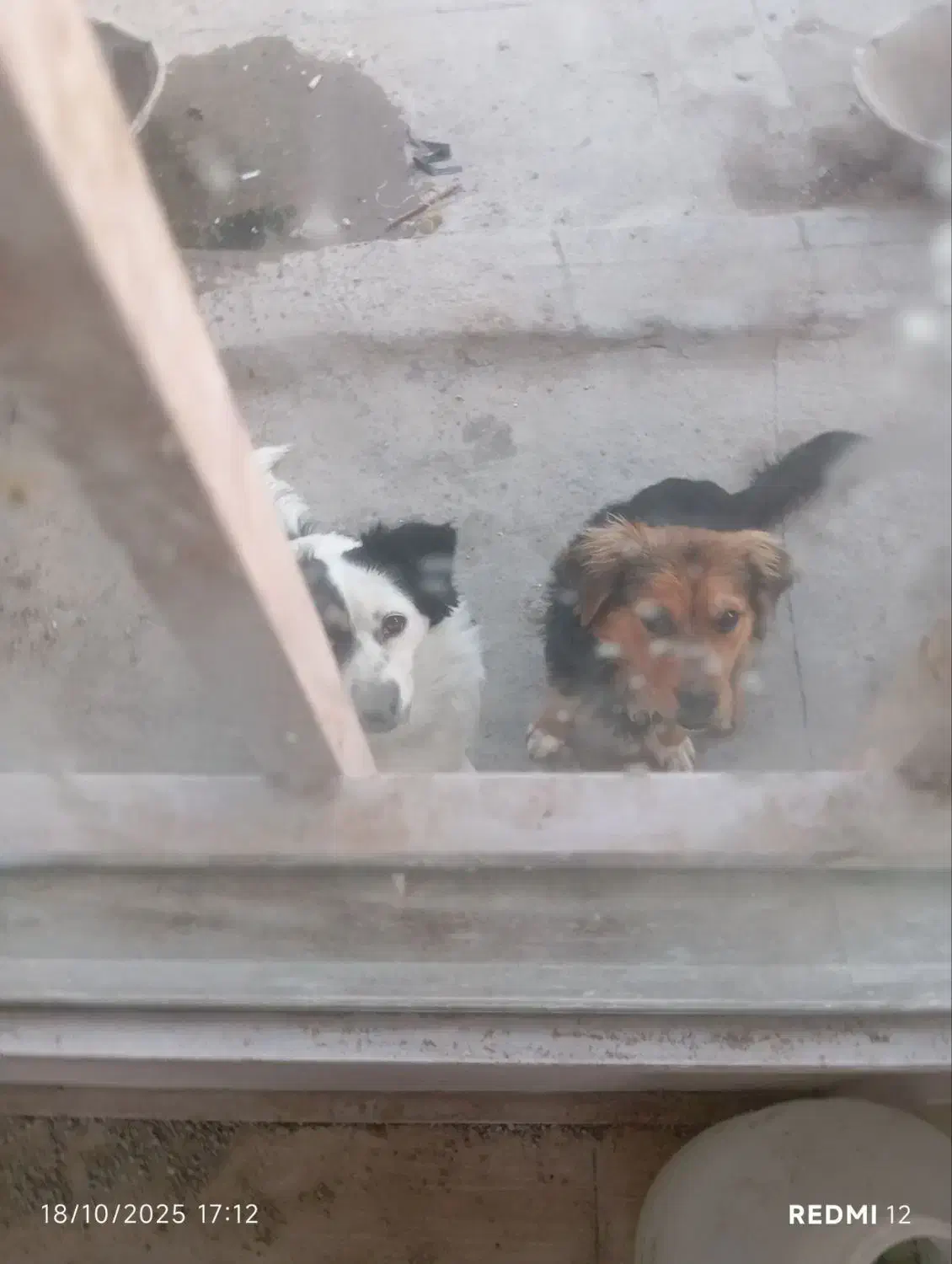 سگ پا کوتاه|سگ|کرج, ساماندهی|دیوار