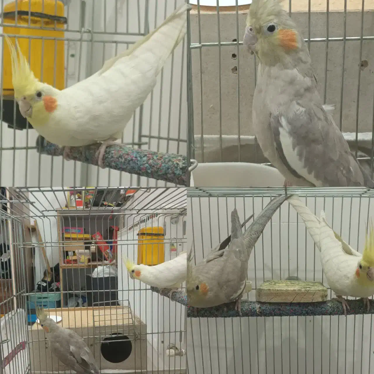 عروس هلندی جفت مولد|پرنده|شاهین‌شهر, اقبال لاهوری|دیوار