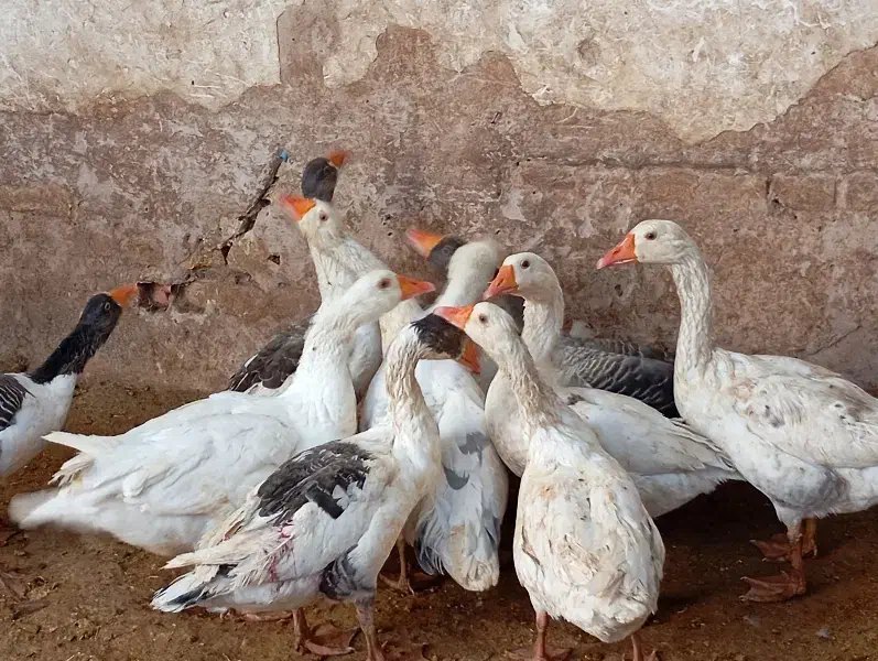 غاز|حیوانات مزرعه|قزوین, |دیوار