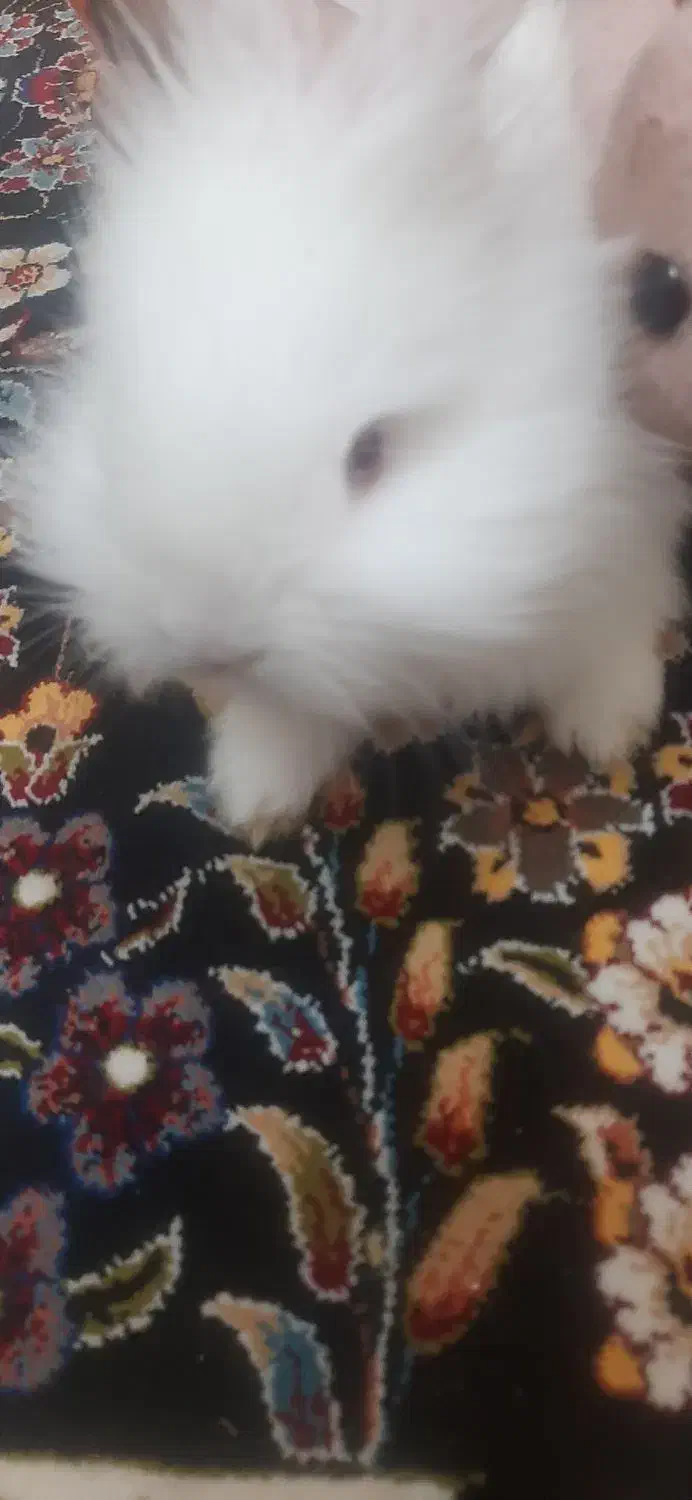 خرگوش لپی|موش و خرگوش|یزد, |دیوار