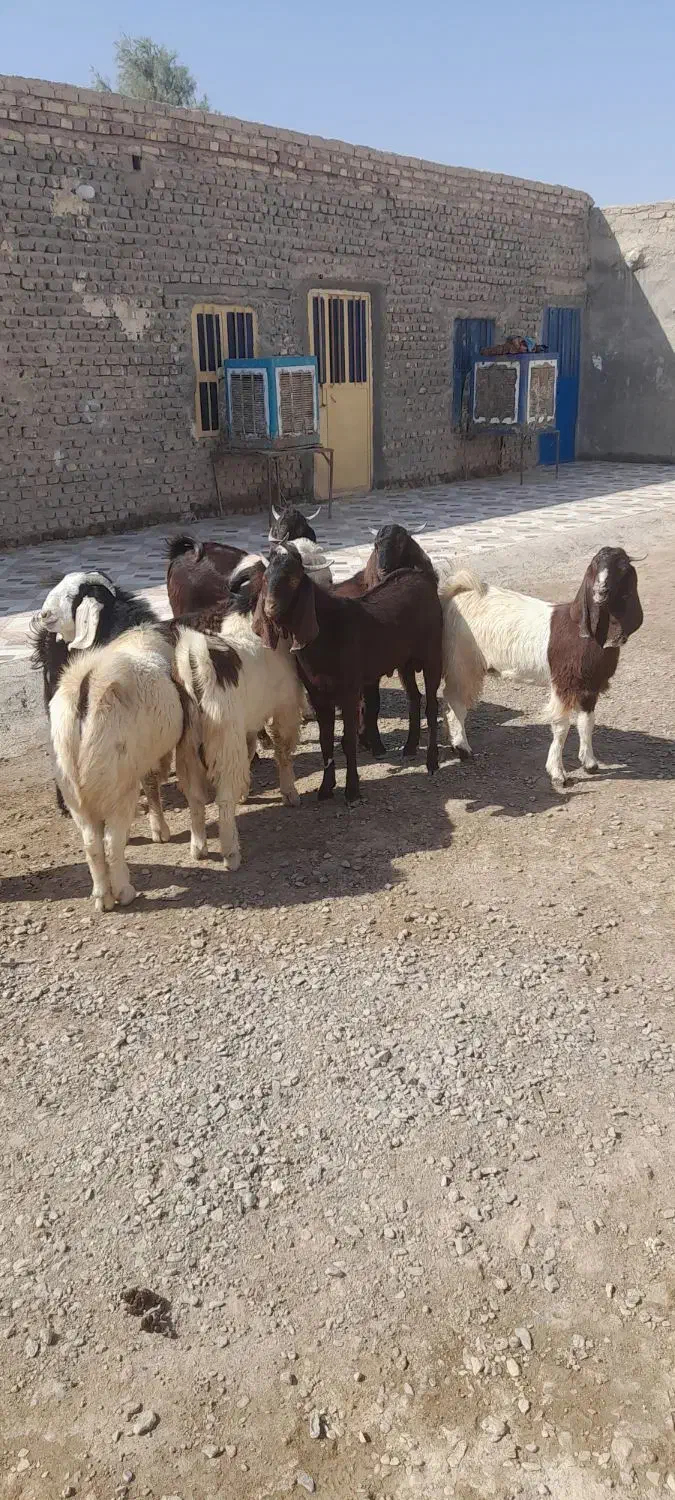 بزغاله نر فروشی|حیوانات مزرعه|هیرمند, |دیوار