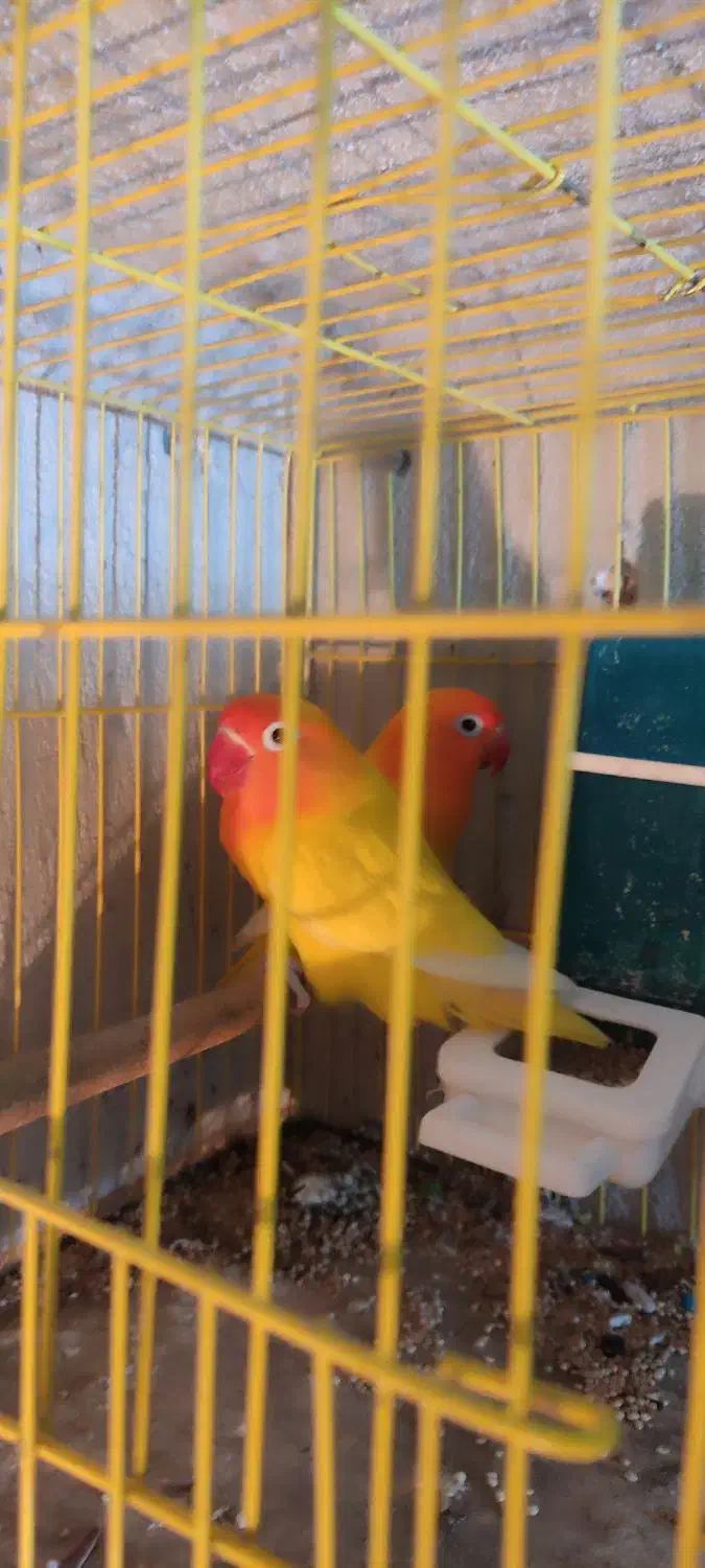 طوطی برزیلی مولد|پرنده|تنکابن, |دیوار