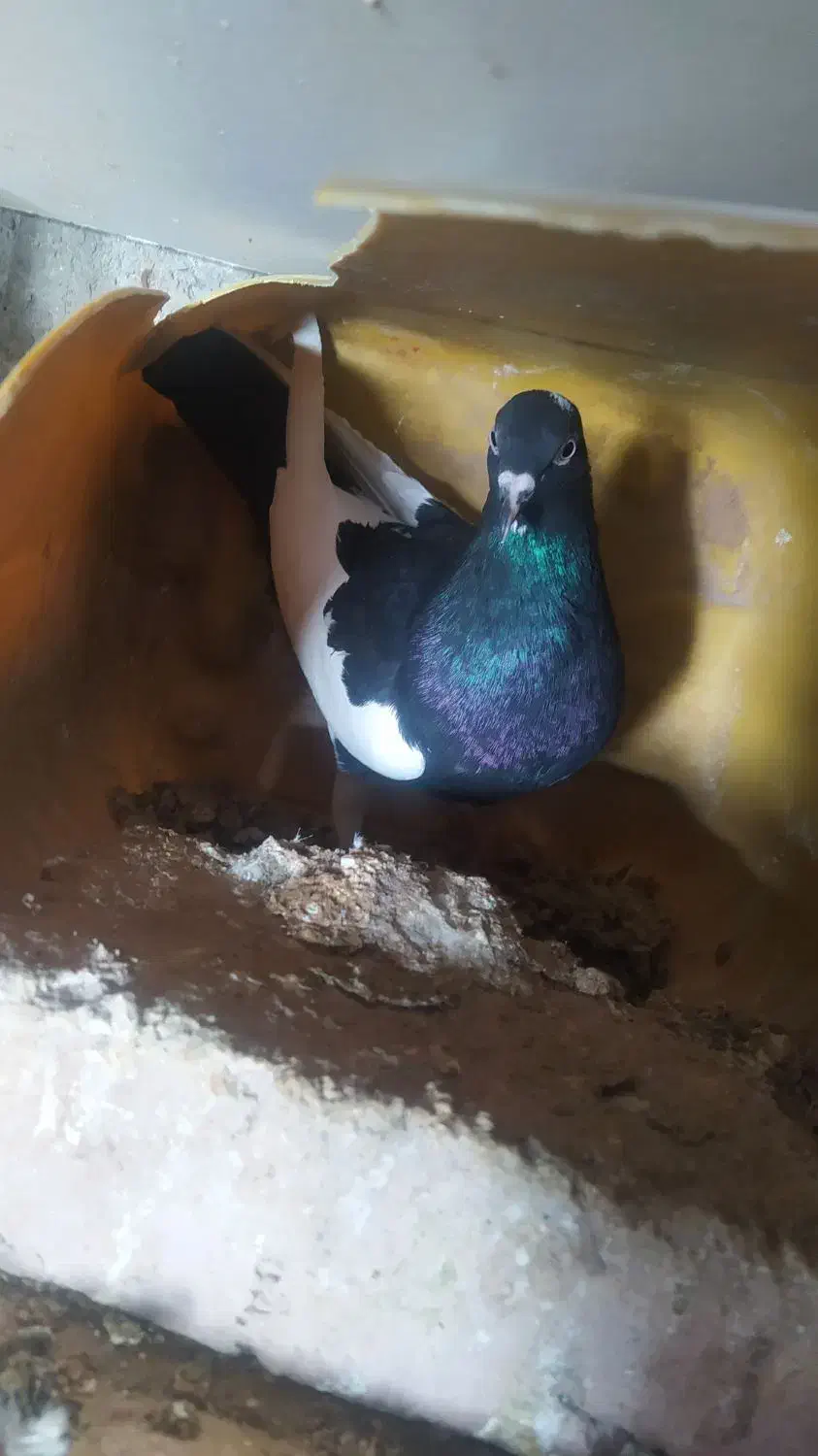 کفتر|پرنده|درمیان, |دیوار