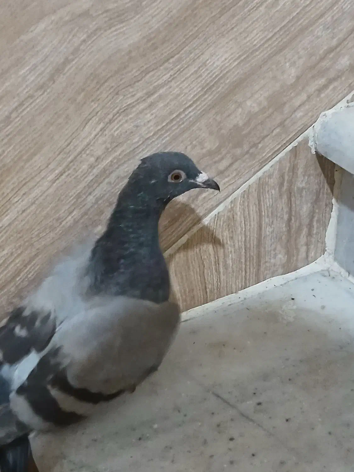 کبوتر ساده سنگی و یک عدد سبز آلمانی|پرنده|مینودشت, |دیوار