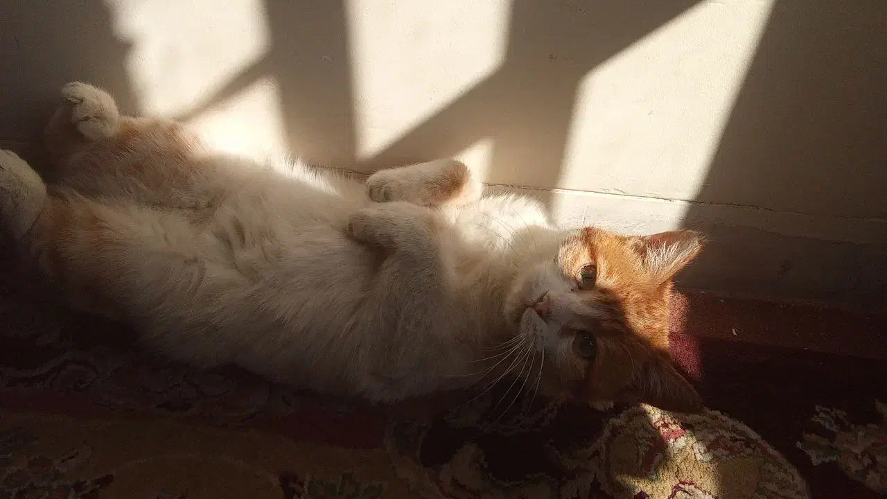 واگذاری رایگان گربه خونگی مهربون|گربه|یزد, |دیوار