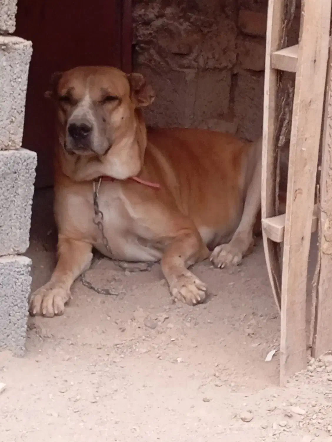 سگ افغان|سگ|سیرجان, |دیوار