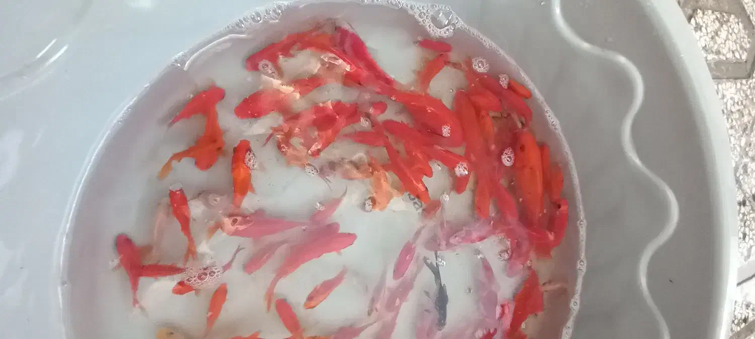 ماهی قرمز|ماهی|گنبد کاووس, |دیوار