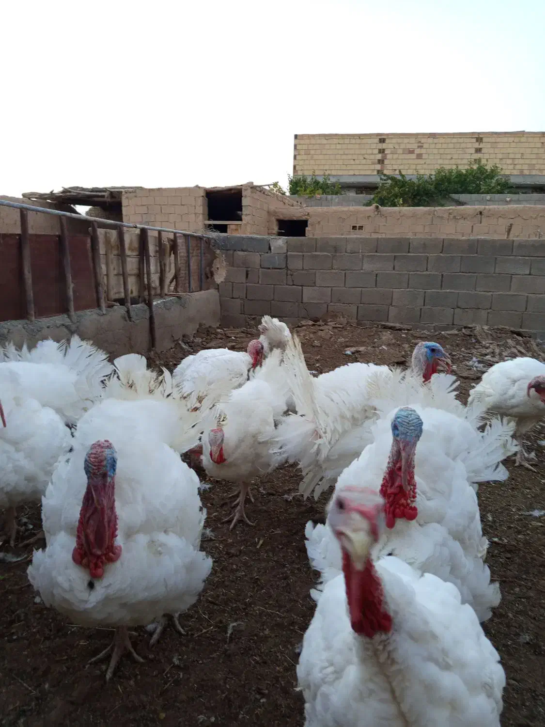 گوشت بوقلمون|خوردنی و آشامیدنی|شاهرود, |دیوار