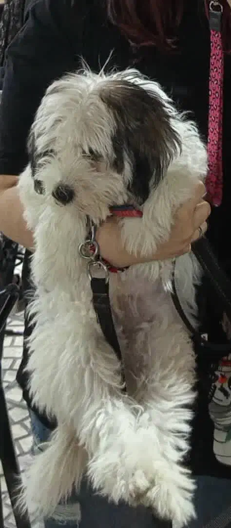 سگ شیتزو|سگ|جهرم, |دیوار