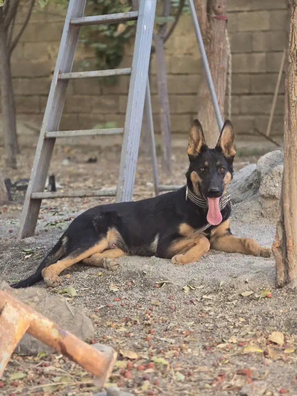 سگ دوبرمن|سگ|مبارکه, |دیوار