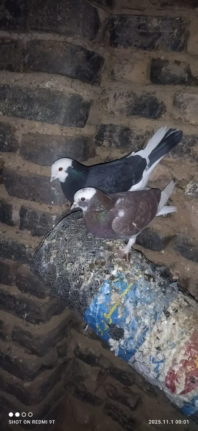 تعدادی کبوتر پرشی|پرنده|کوهدشت, |دیوار