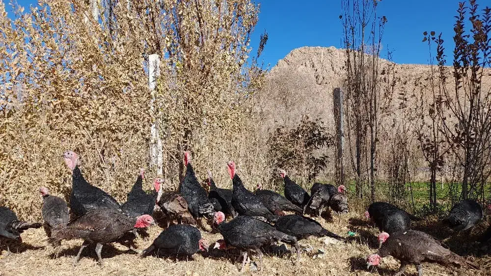 بوقلمون محلی باکیفیت و ارگانیک|حیوانات مزرعه|بجنورد, |دیوار