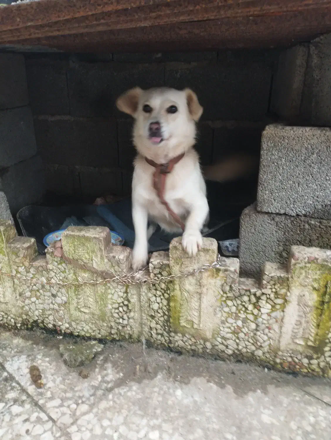 واگذاری سگ|سگ|خمام, |دیوار