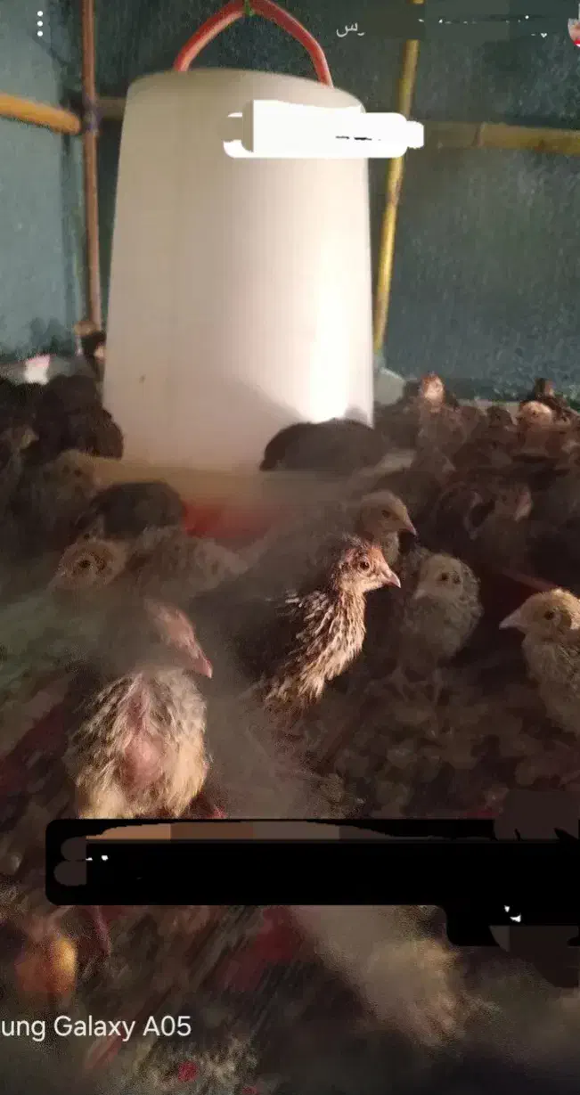 دستگاه جوجه کشی از من تخم نطفه دار از شما|خدمات پیشه و مهارت|آستانه سرا, |دیوار