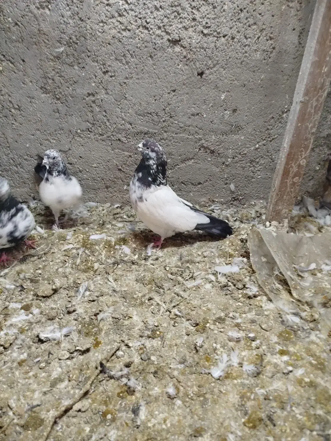 کفتر|پرنده|سامن, |دیوار