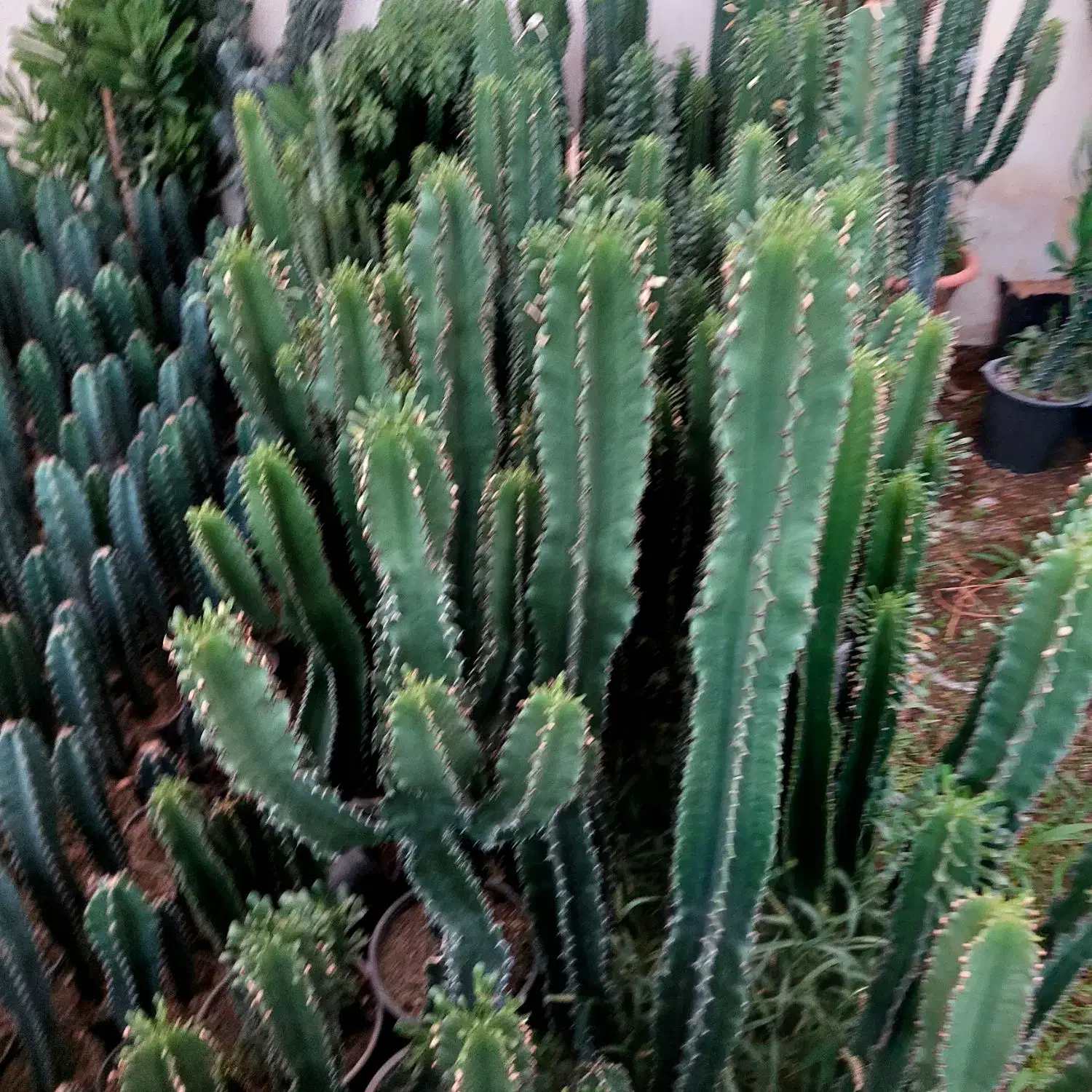 گل و گیاه کاکتوس وآپارتمانی|گل و گیاه طبیعی|محمدشهر, شهرک چمران|دیوار