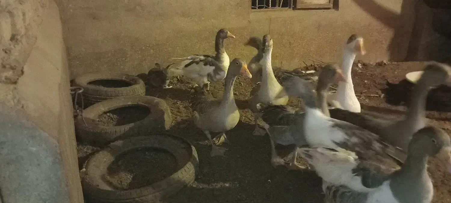 فروش تعدادی غاز|حیوانات مزرعه|اردکان, |دیوار