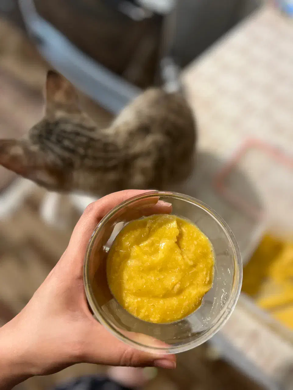 غذای سالم و خانگی گربه|لوازم جانبی حیوانات|لاهیجان, شیخ زاهد|دیوار