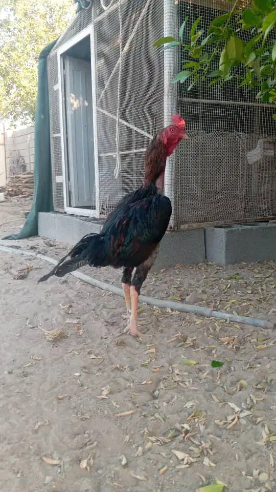 پسند شود در خدمتم|حیوانات مزرعه|بندرعباس, |دیوار