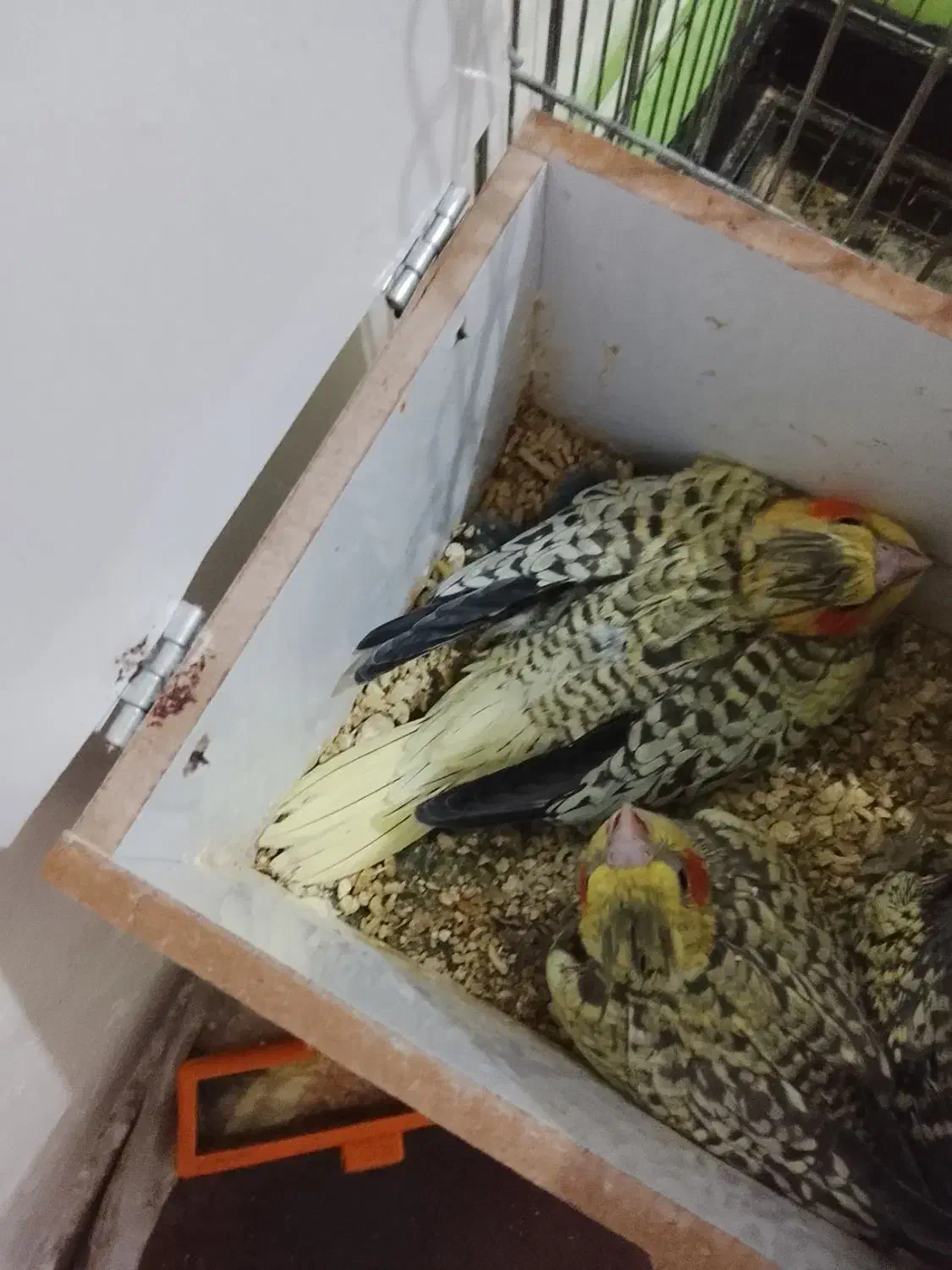 جوجه عروس|پرنده|بومهن, |دیوار