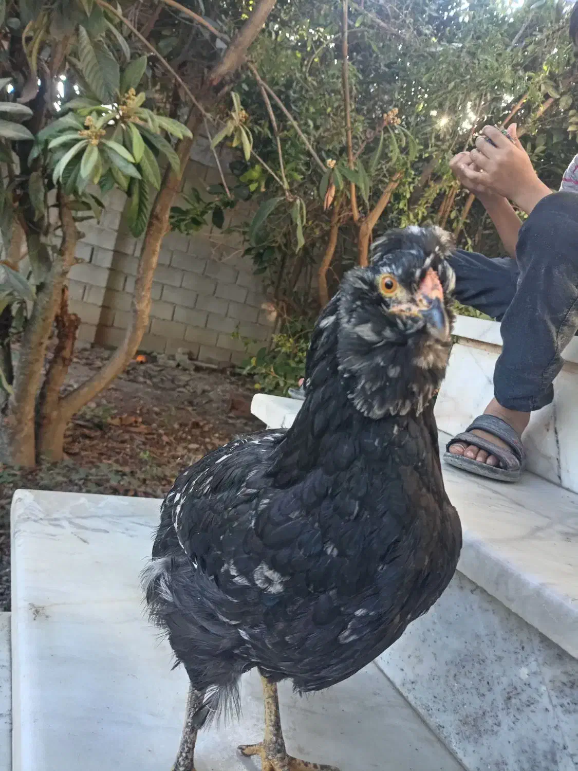 مرغ گلین|حیوانات مزرعه|خان ببین, |دیوار