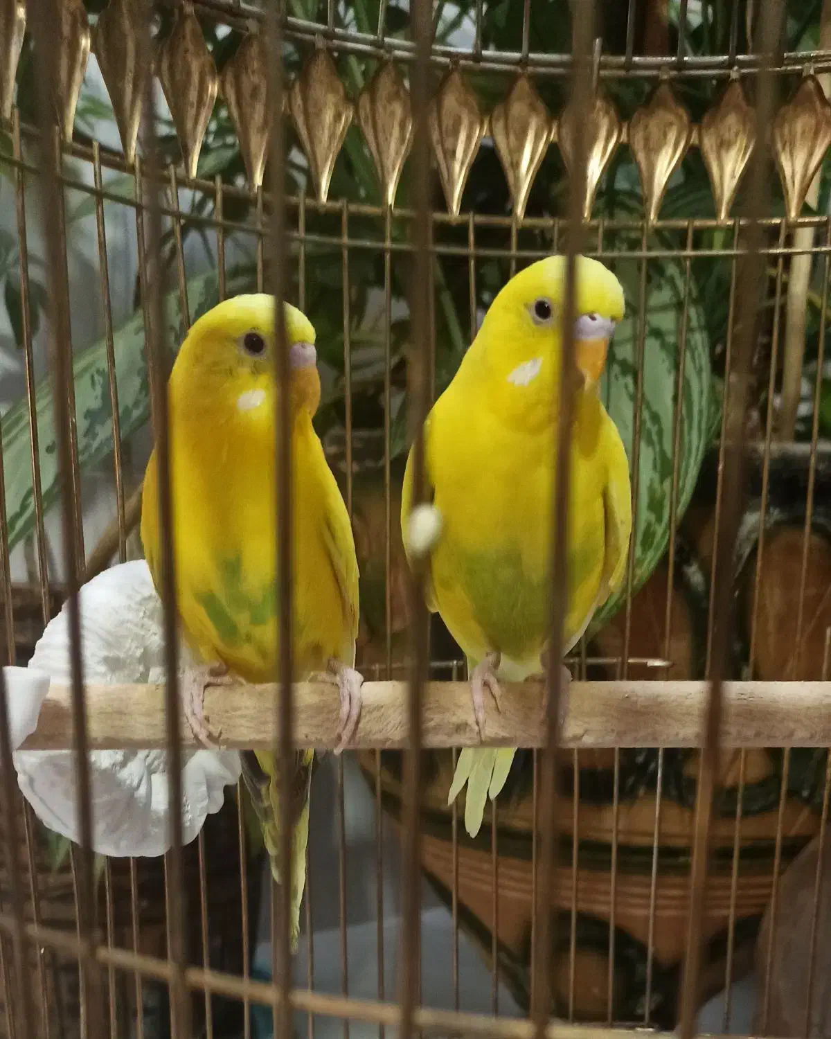 فروش پرنده|پرنده|الیگودرز, |دیوار