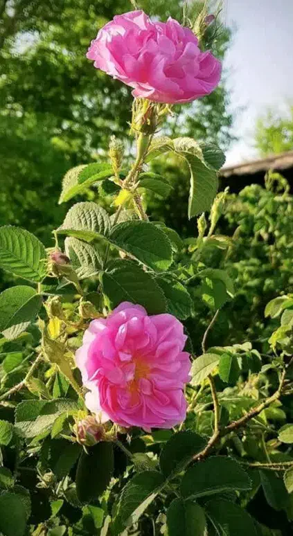 نهال گل محمدی|گل و گیاه طبیعی|قائن, |دیوار