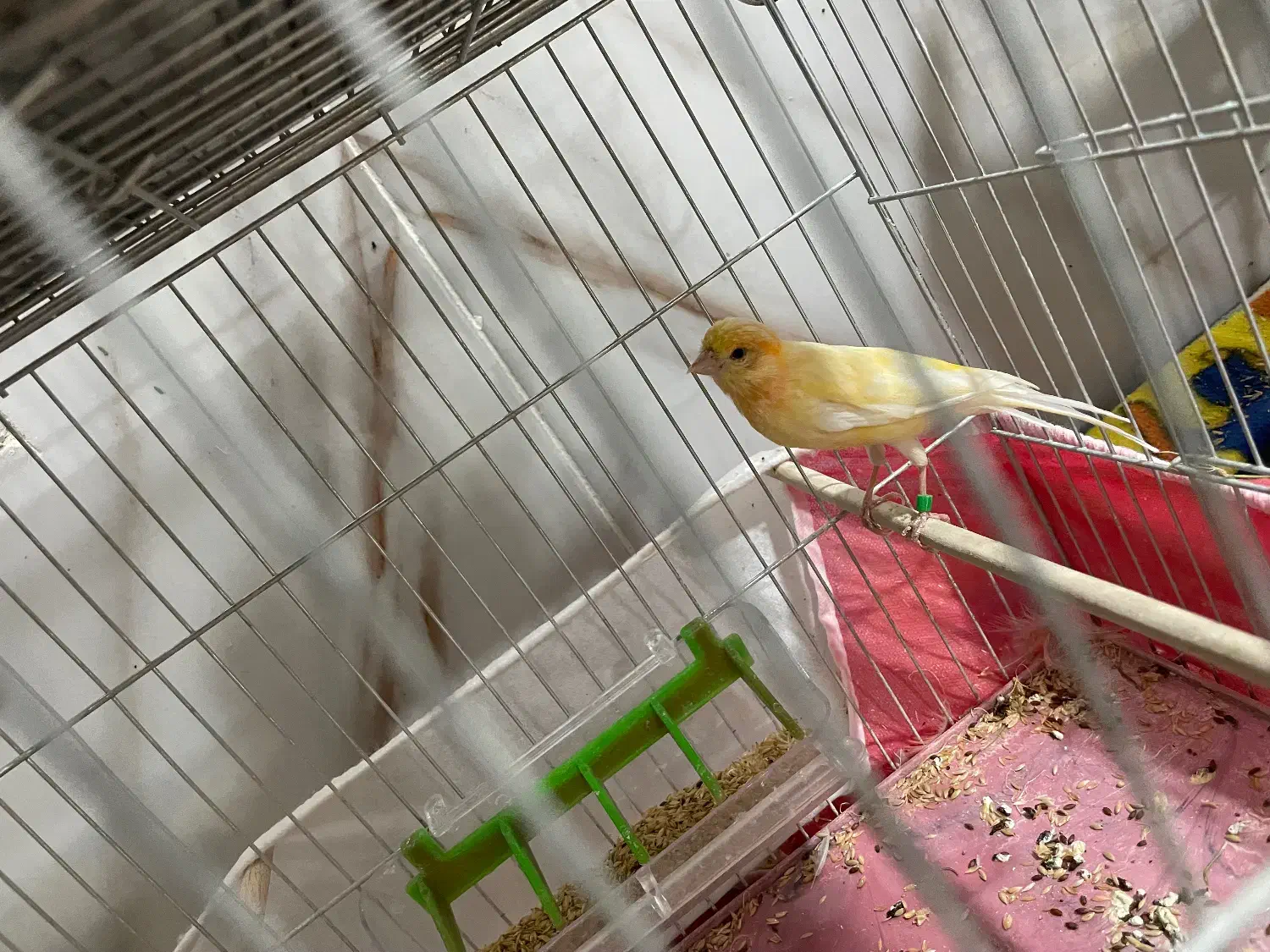 قناری پرتقالی|پرنده|مهاباد (آذربایجان غربی), |دیوار