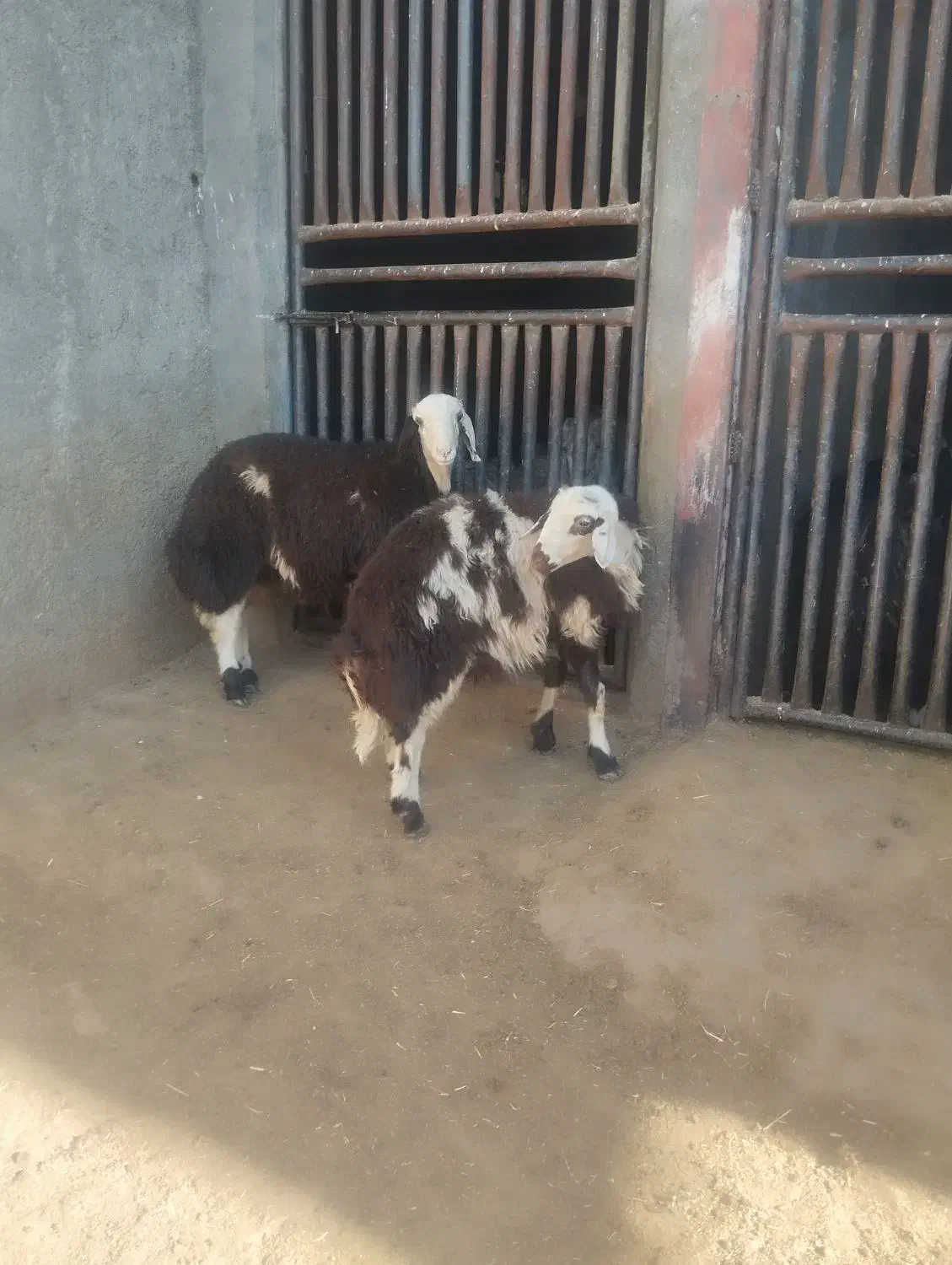 بره قوچ پلنگی|حیوانات مزرعه|دورود, |دیوار