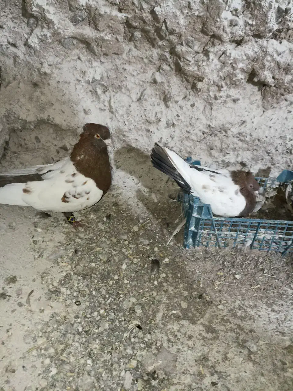 یک جفت کفتر سینه سرخ اماده جوجه کشی|پرنده|اسلامیه, |دیوار