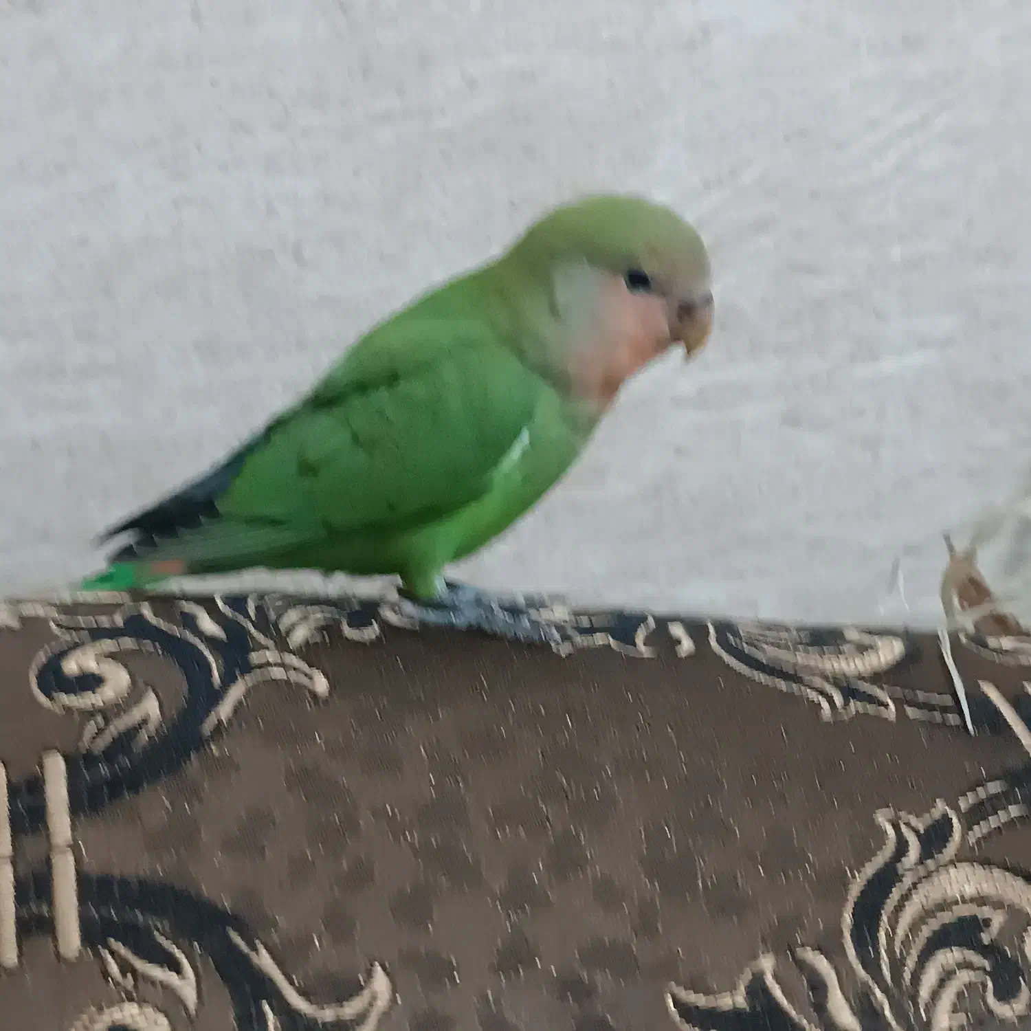 طوطی برزیلی|پرنده|شیراز, شاپورجان|دیوار