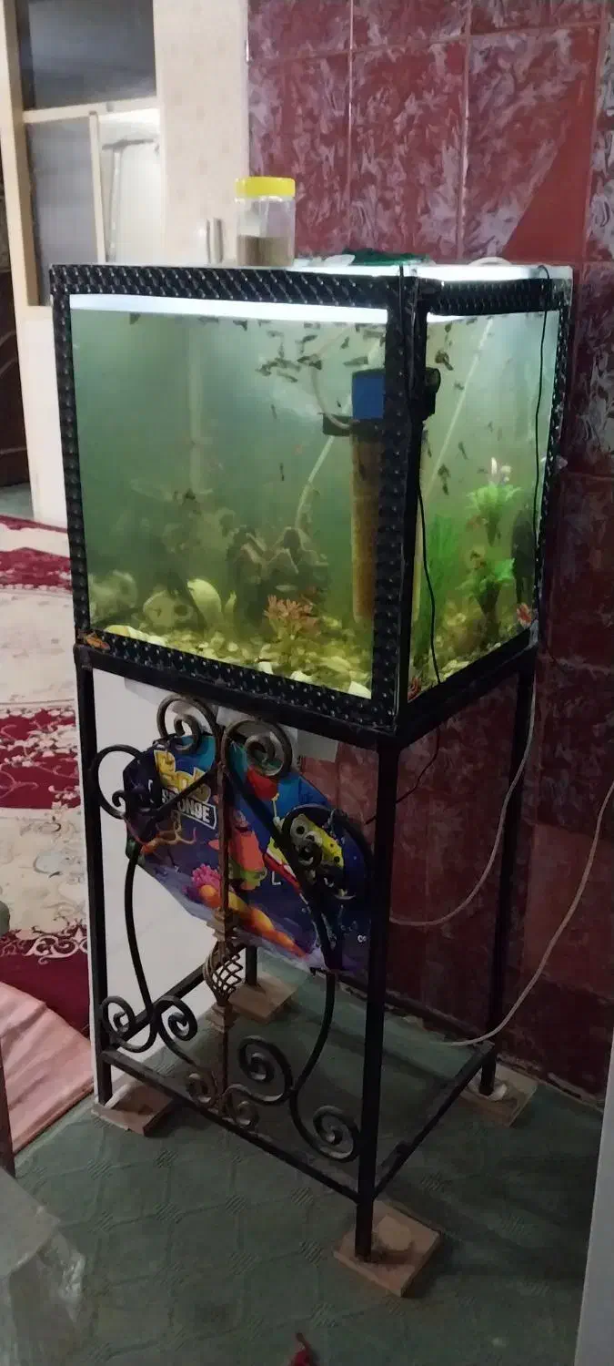 آکواریوم  با ماهی|ماهی|یزد, |دیوار