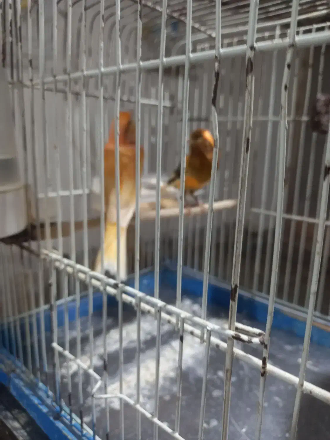 قناری نر وماده|پرنده|تربتحیدریه, یحیی آباد|دیوار