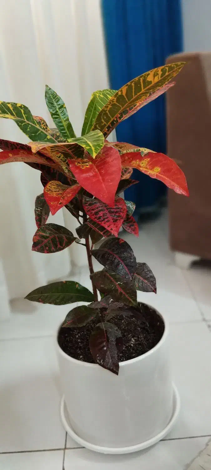 گل وگلدان|گل و گیاه طبیعی|مشهد, نوید|دیوار