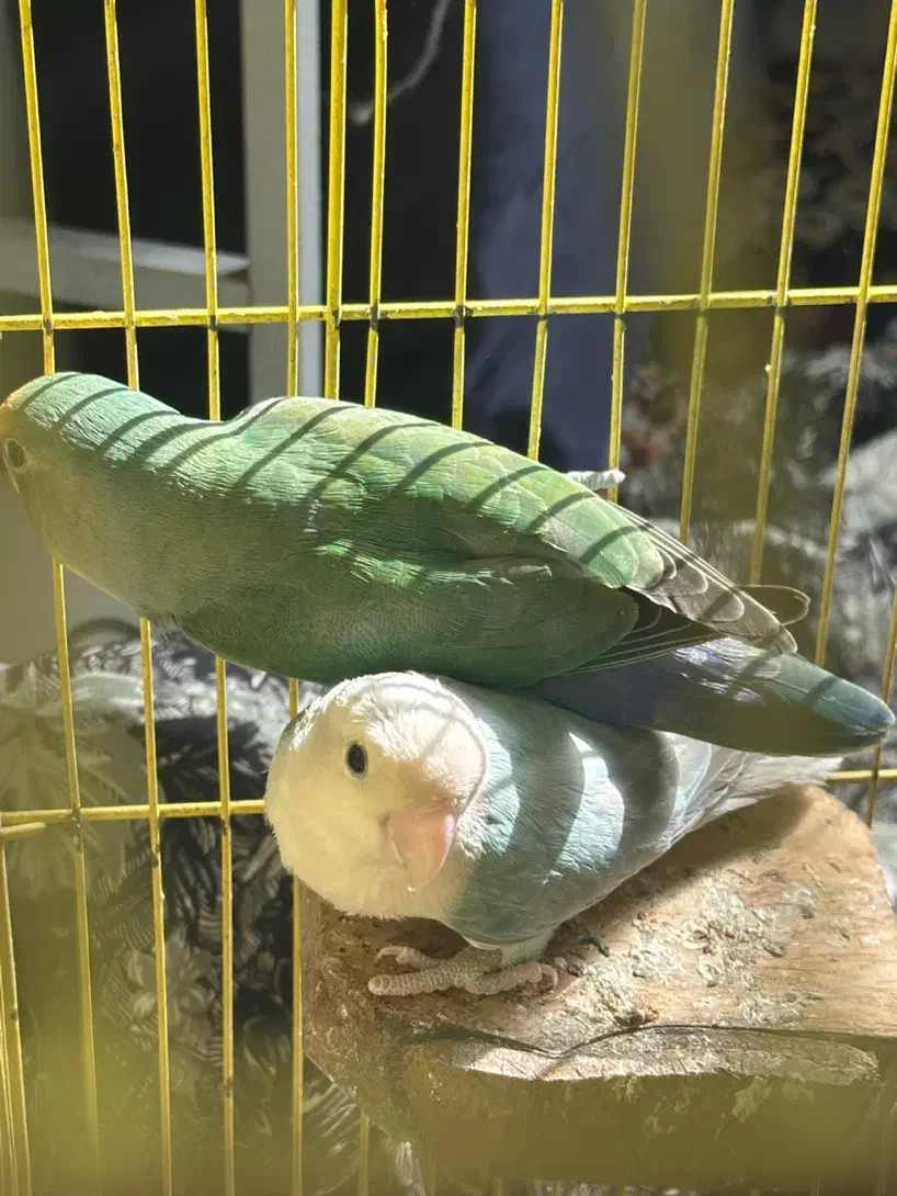 سه عدد طوطی برزیلی|پرنده|رباط‌کریم, رباط‌کریم|دیوار