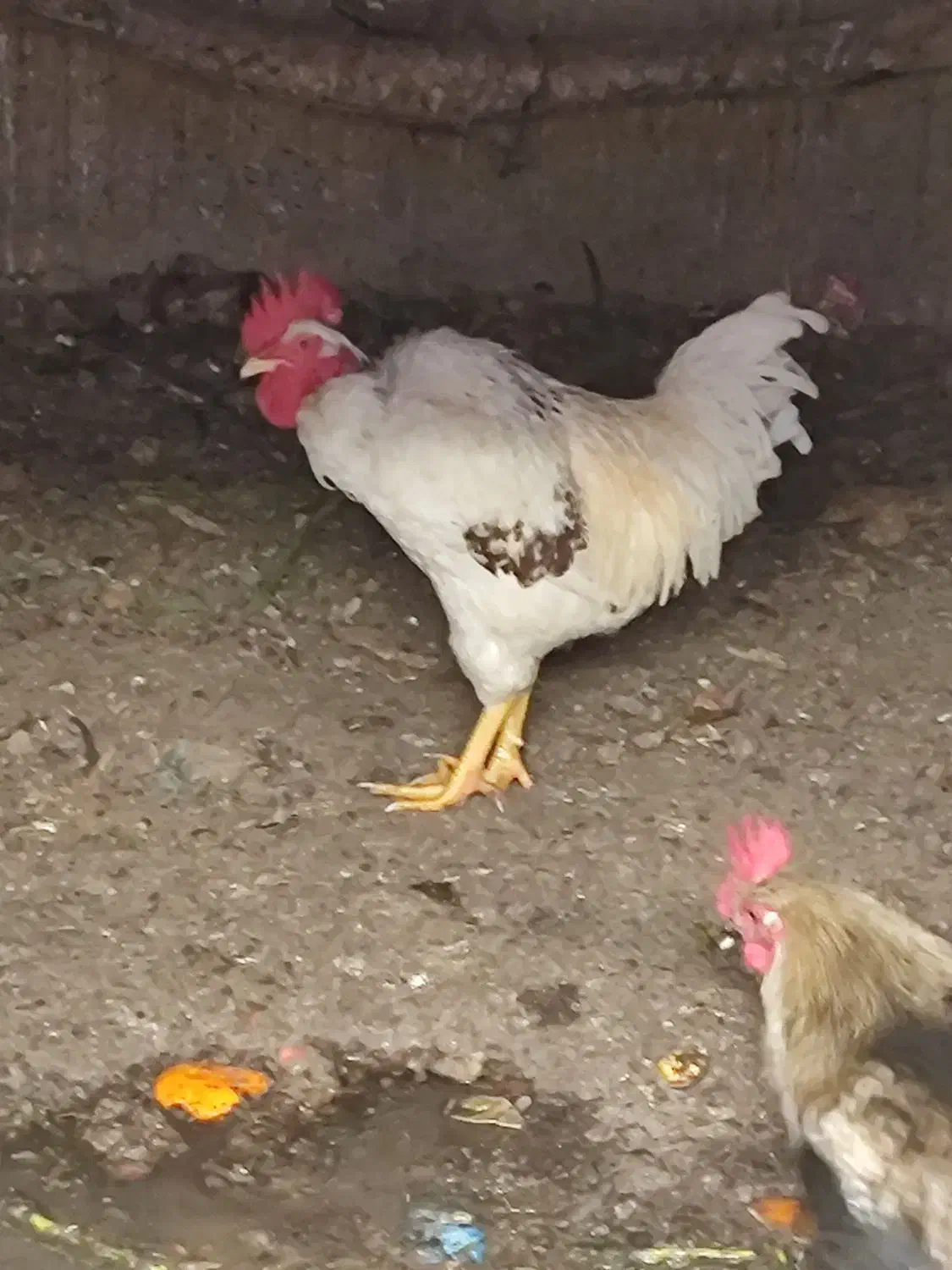 خروس|حیوانات مزرعه|زارچ, |دیوار