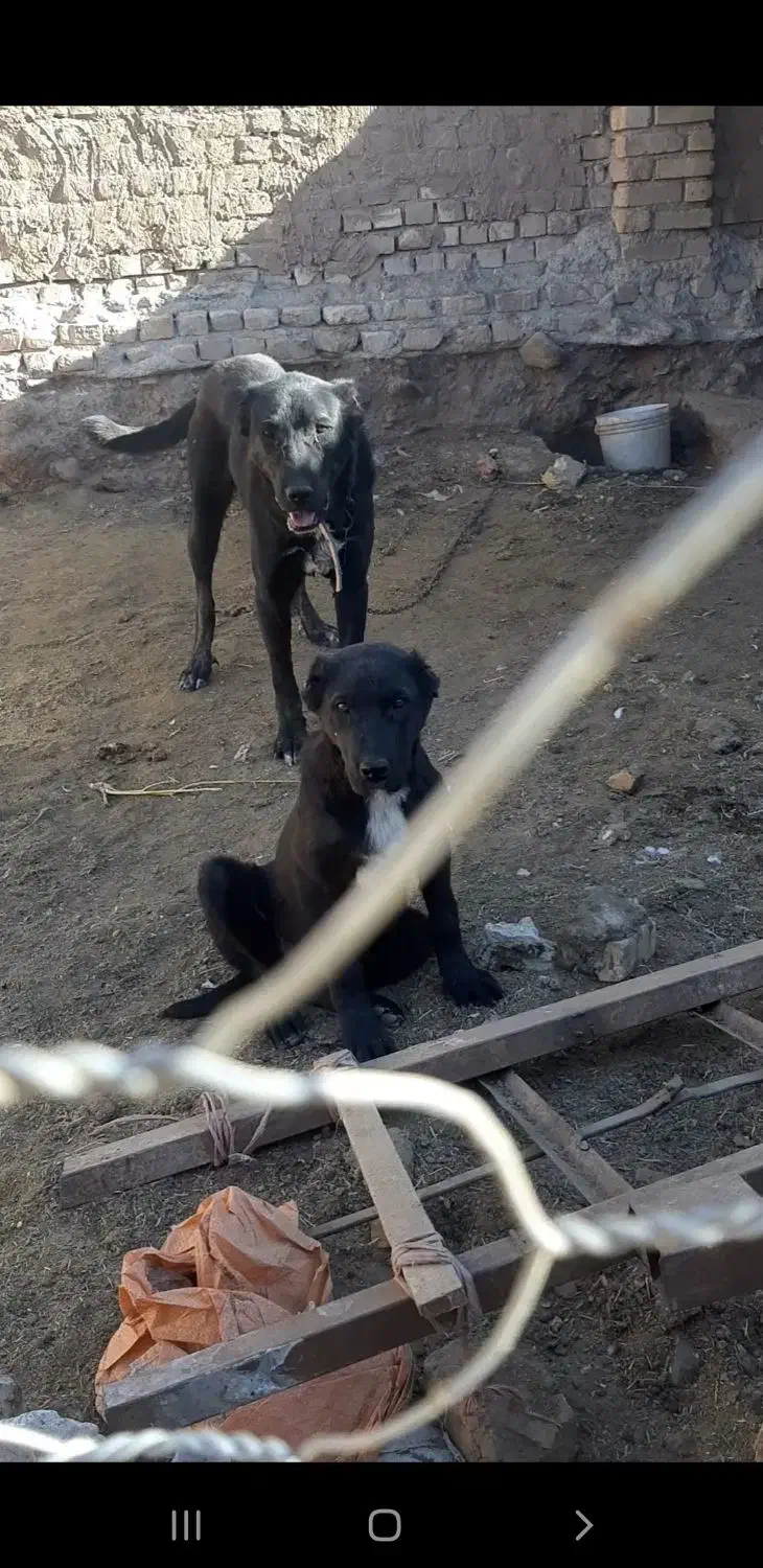 سگ گله|سگ|تربتحیدریه, پائین ولایت|دیوار