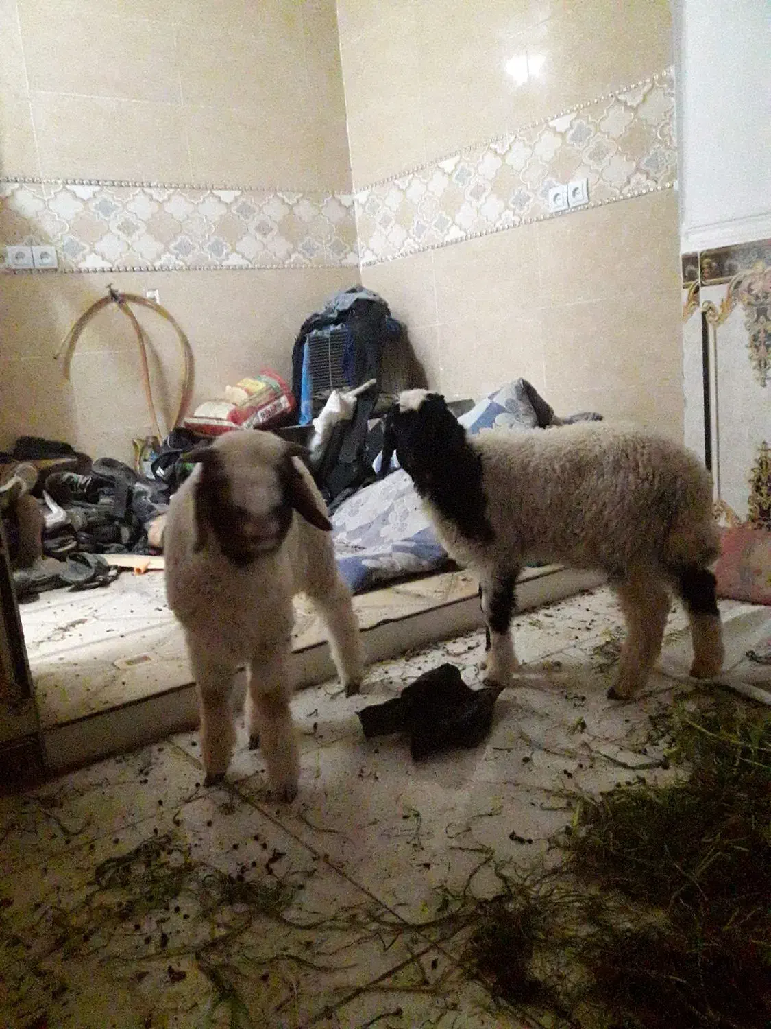 گوسفند نر دو عدد حمیدیه|حیوانات مزرعه|حمیدیه, |دیوار