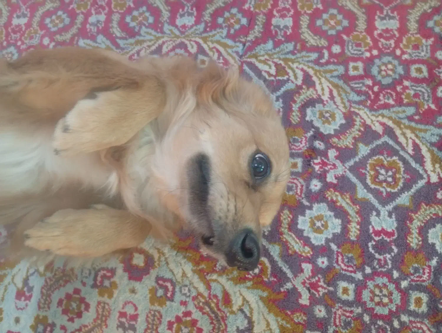 سگ پامرین نر یک ساله خیلی بازیگوش و زرنگ واکسناشم|سگ|زاهدان, |دیوار