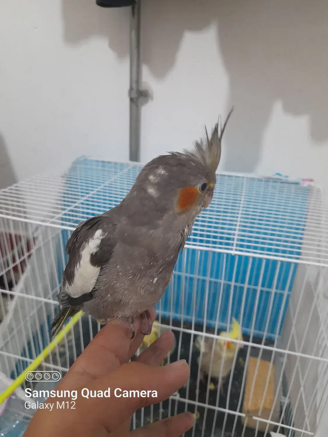 خرید و فروش عروس هلندی دستی|پرنده|تربت جام, فاز ۱ فرهنگیان|دیوار