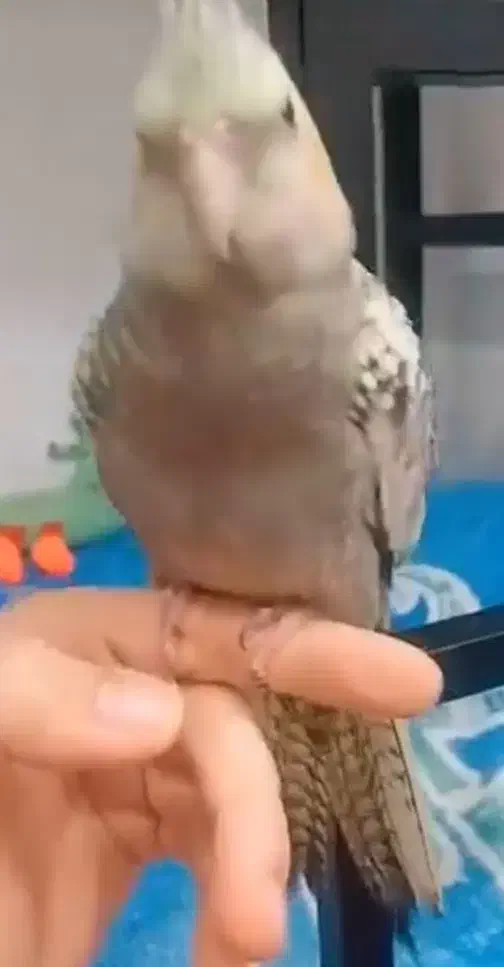 عروس هلندی گمشده|پرنده|ساوه, |دیوار