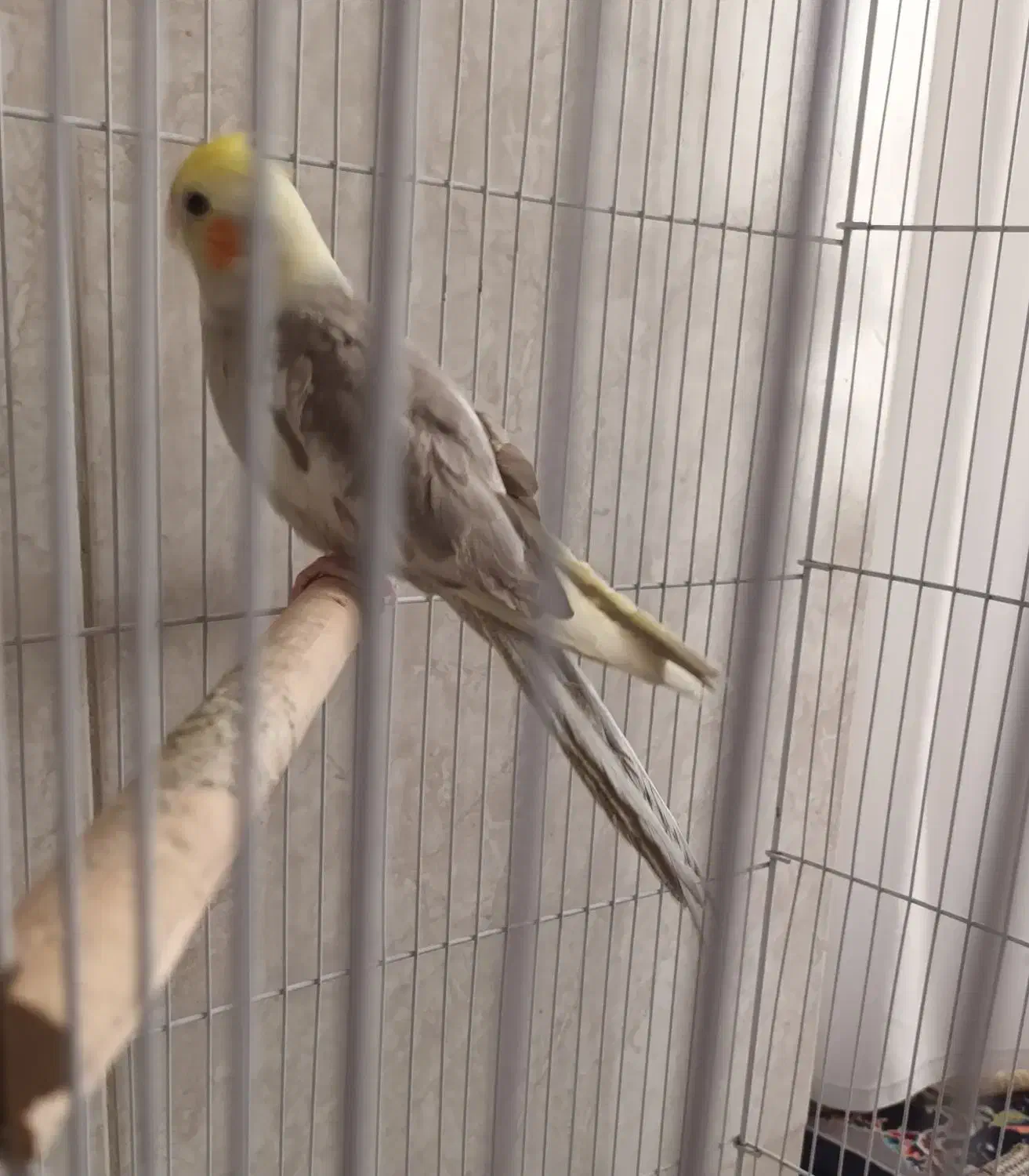 عروس هلندی از نژاد سخنگو|پرنده|قم, چهار مردان|دیوار