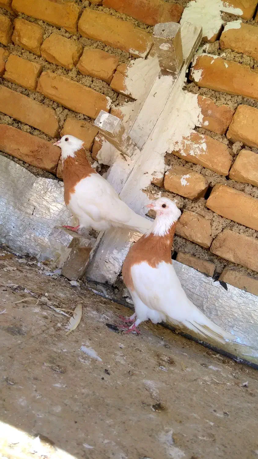 جفت طوقی زرد کاکل با جوجه|پرنده|دوزین, |دیوار