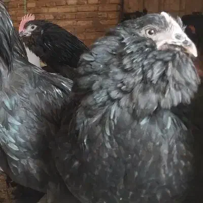 تخم نطفه دار مرغ مرندی اصیل تضمین نطفه ۹۵ درصد|حیوانات مزرعه|تبریز, |دیوار