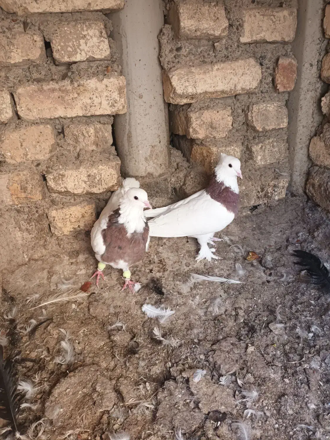 کبوتر کله زرد وطوقی|پرنده|پیر بکران, |دیوار