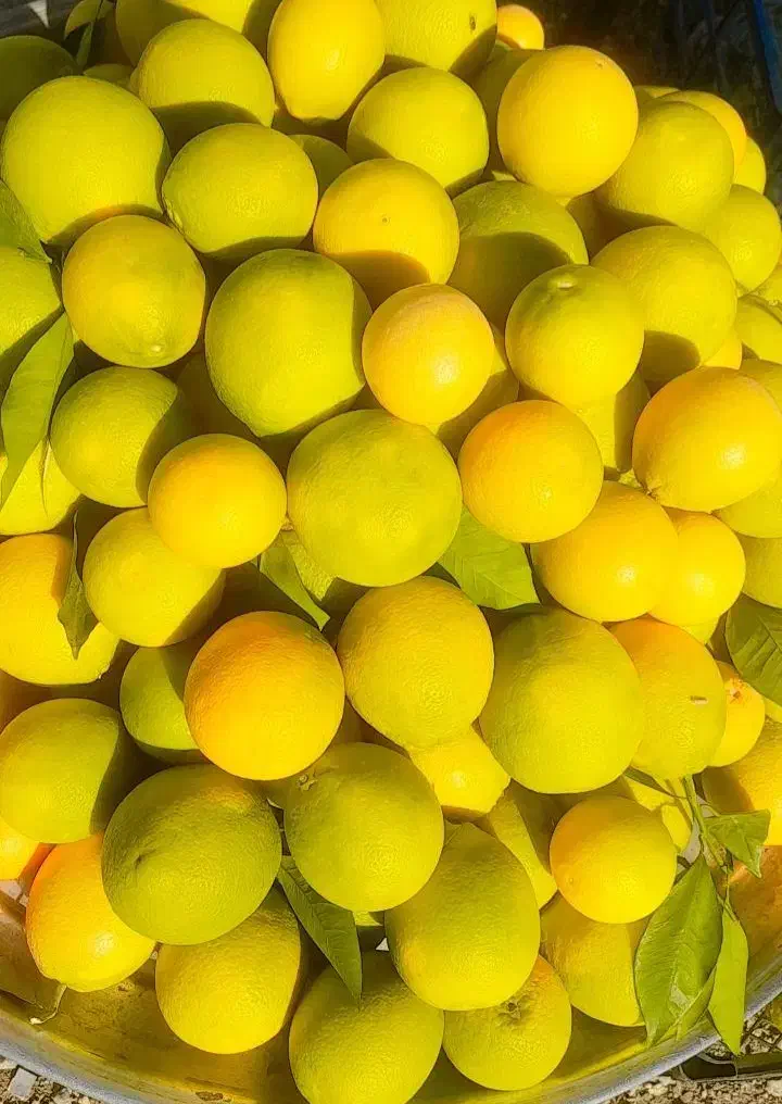 پرتقال محلی و ارگانیک80|عمدهفروشی|دهدشت, |دیوار