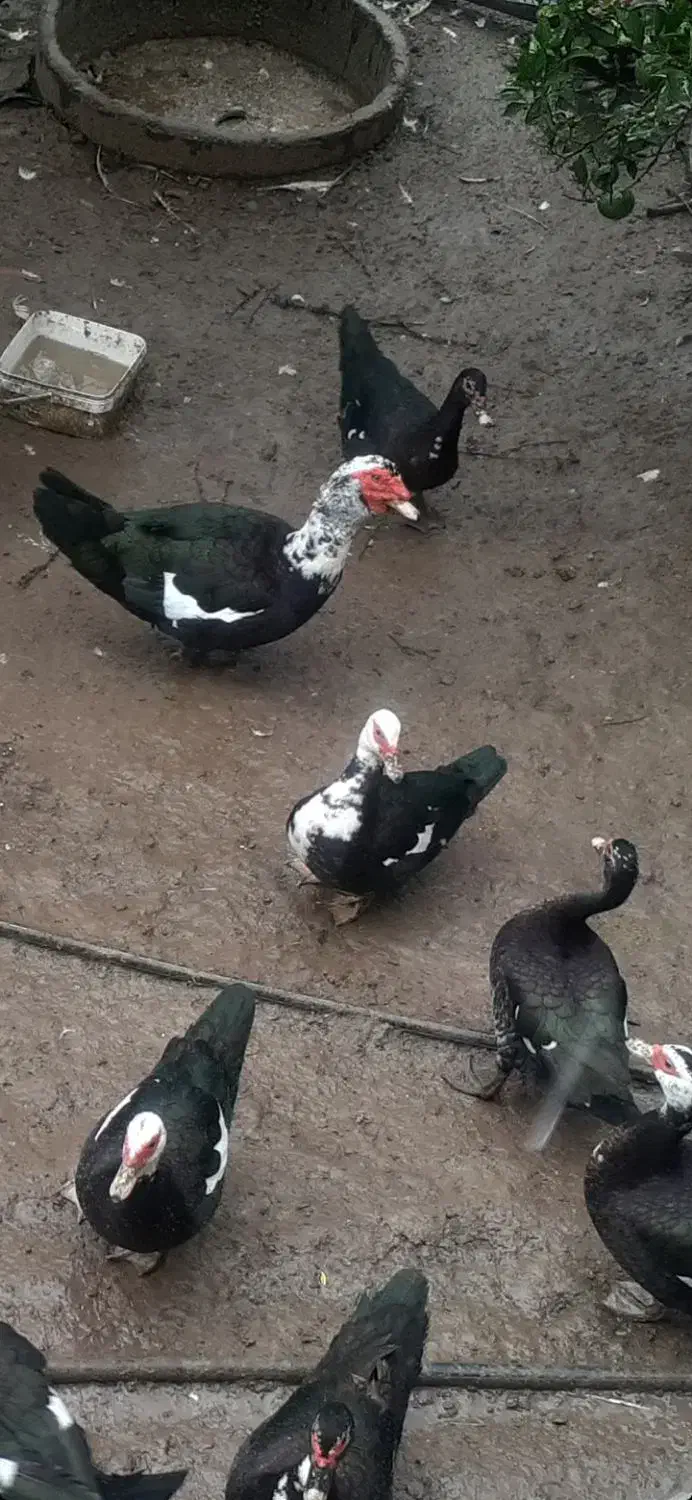 خروس محلی و اردک|حیوانات مزرعه|ساری, |دیوار