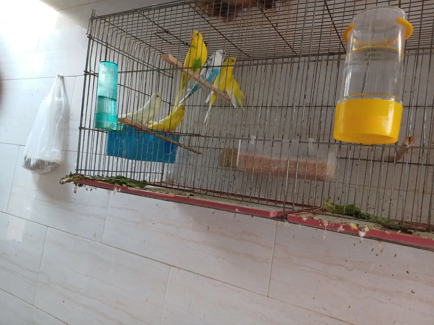 مرغ عشق|پرنده|آبپخش, |دیوار