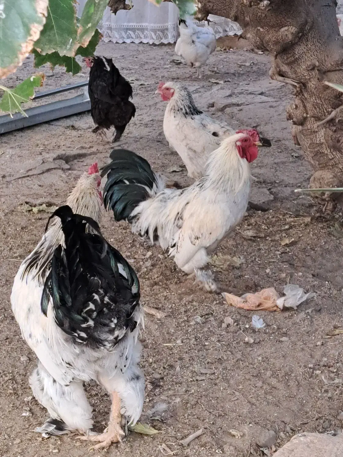 خروس زیبا وجوان|حیوانات مزرعه|قم, چهار مردان|دیوار