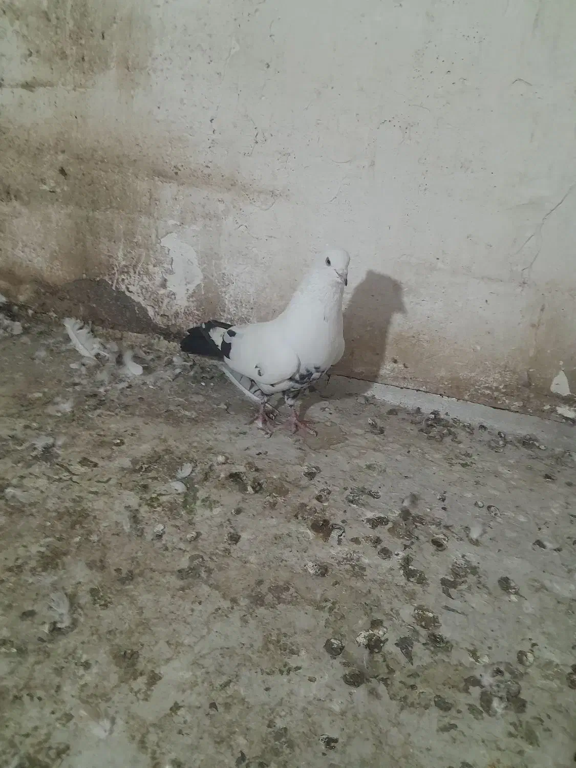 دم سیاه نر|پرنده|خرمشهر, |دیوار